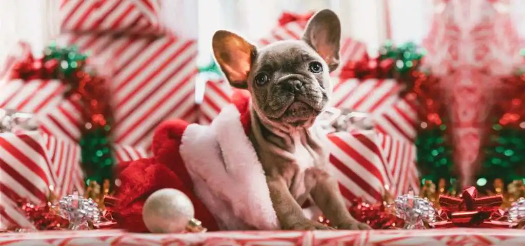 Fenapo te invita al concursos de disfraces navideños para mascotas