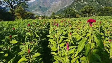 Maxiflora